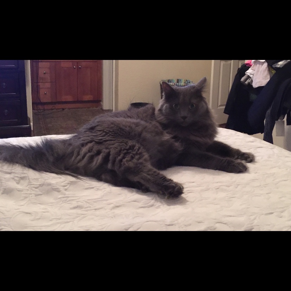 Meet your Posher, Renee