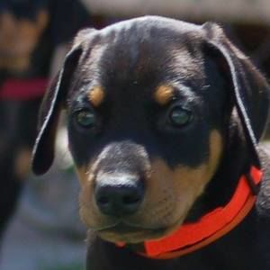 Meet your Posher, Roberta