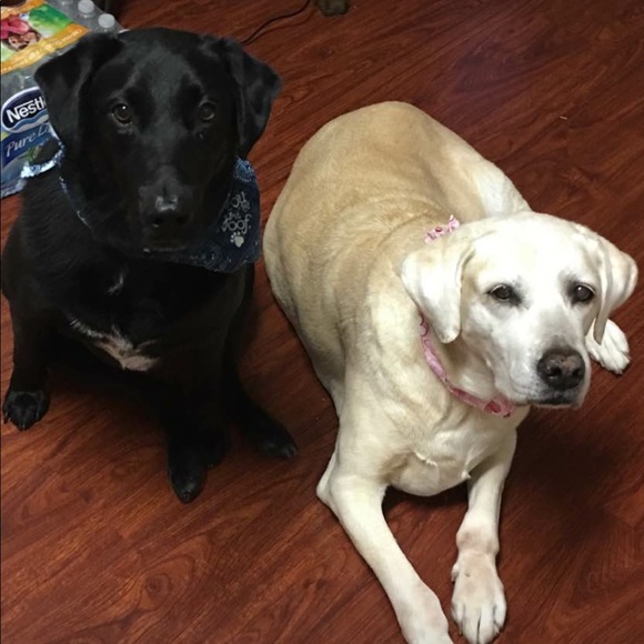 Items: steam cleaned, new and like new condition . - Picture 2 of 6