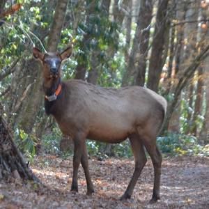 Meet your Posher, Dena