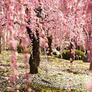 Meet your Posher, Luisa