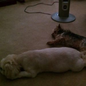 Meet your Posher, Dani