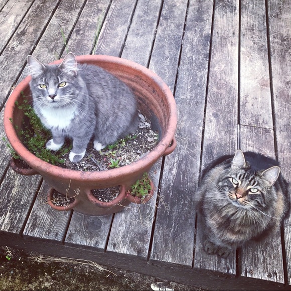 ❤ Meet your Posher ❤ - Picture 3 of 7