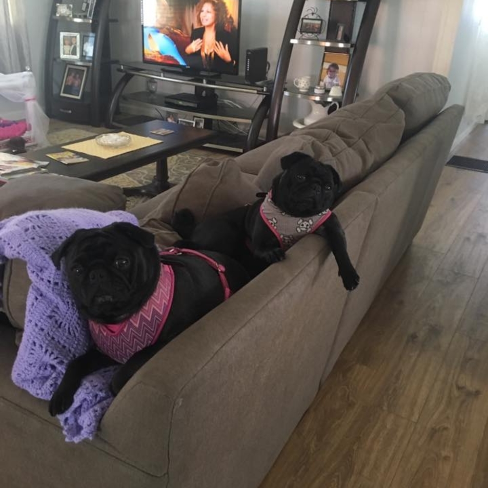 Meet your Posher, Liz