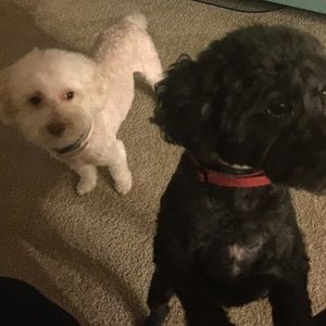 Meet your Posher, Katina