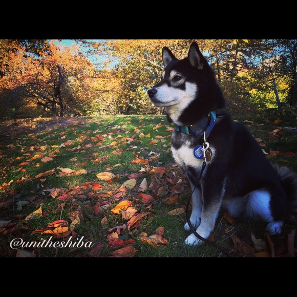 💗Meet Your Posher💗 - Picture 4 of 4