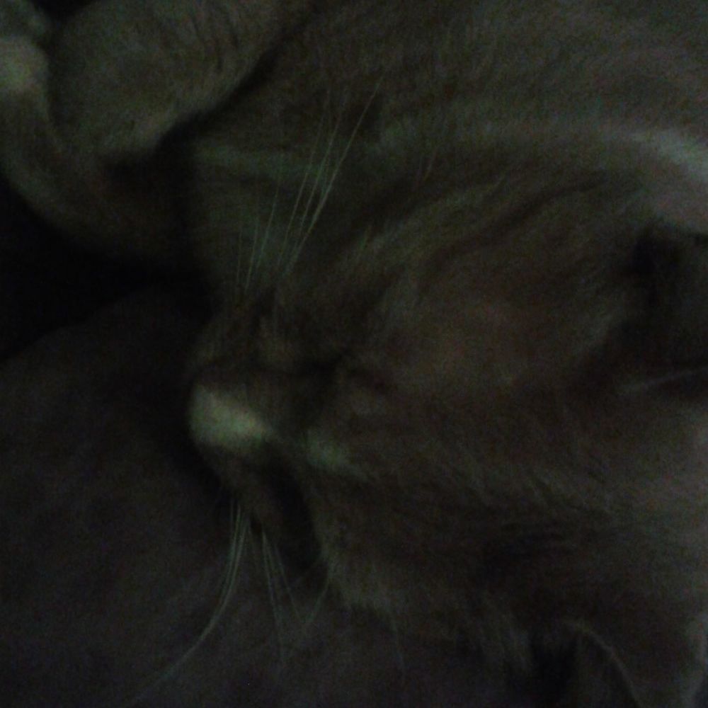 Meet your Posher, Charity rose