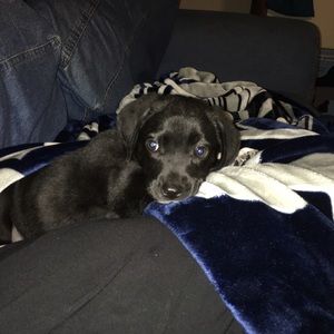 Meet your Posher, Misty