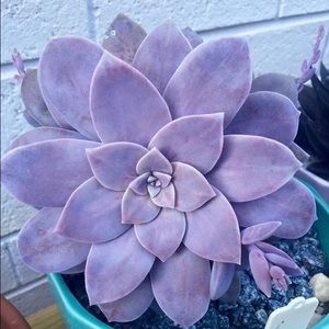 Meet your Posher, Madeline