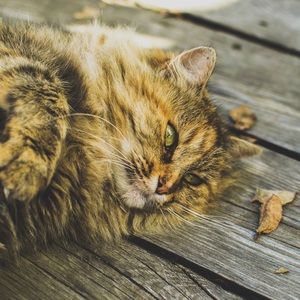 KITTY MYSTERY BOX!!!