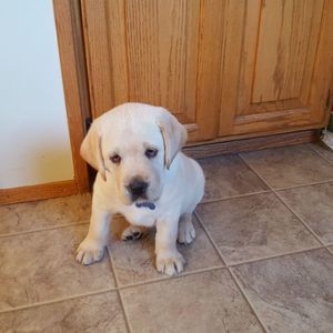 Meet your Posher, Susie