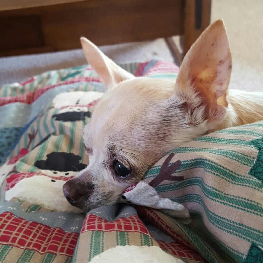 Meet your Posher, Sharon