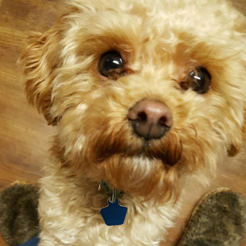 Meet your Posher, Molly