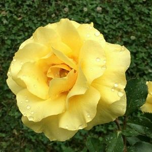 Meet your Posher, Teri