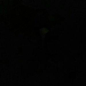 Meet your Posher, Lucy