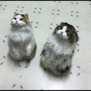 Meet your Posher, Carolyn