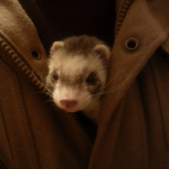 Meet your Posher, Robin - Picture 1 of 1