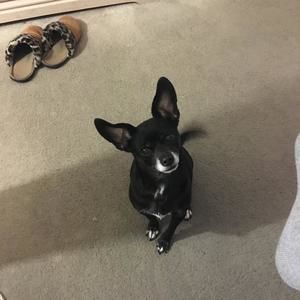 Meet your Posher, Donna