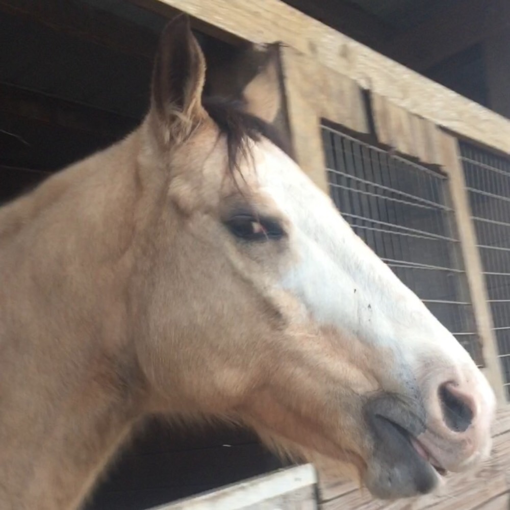 Meet your Posher, Sadie