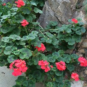 Meet your Posher, Melba