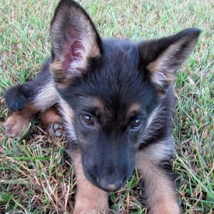 Meet your Posher, Tara