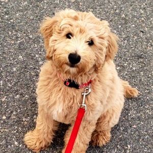 Meet your Posher, Koumudi