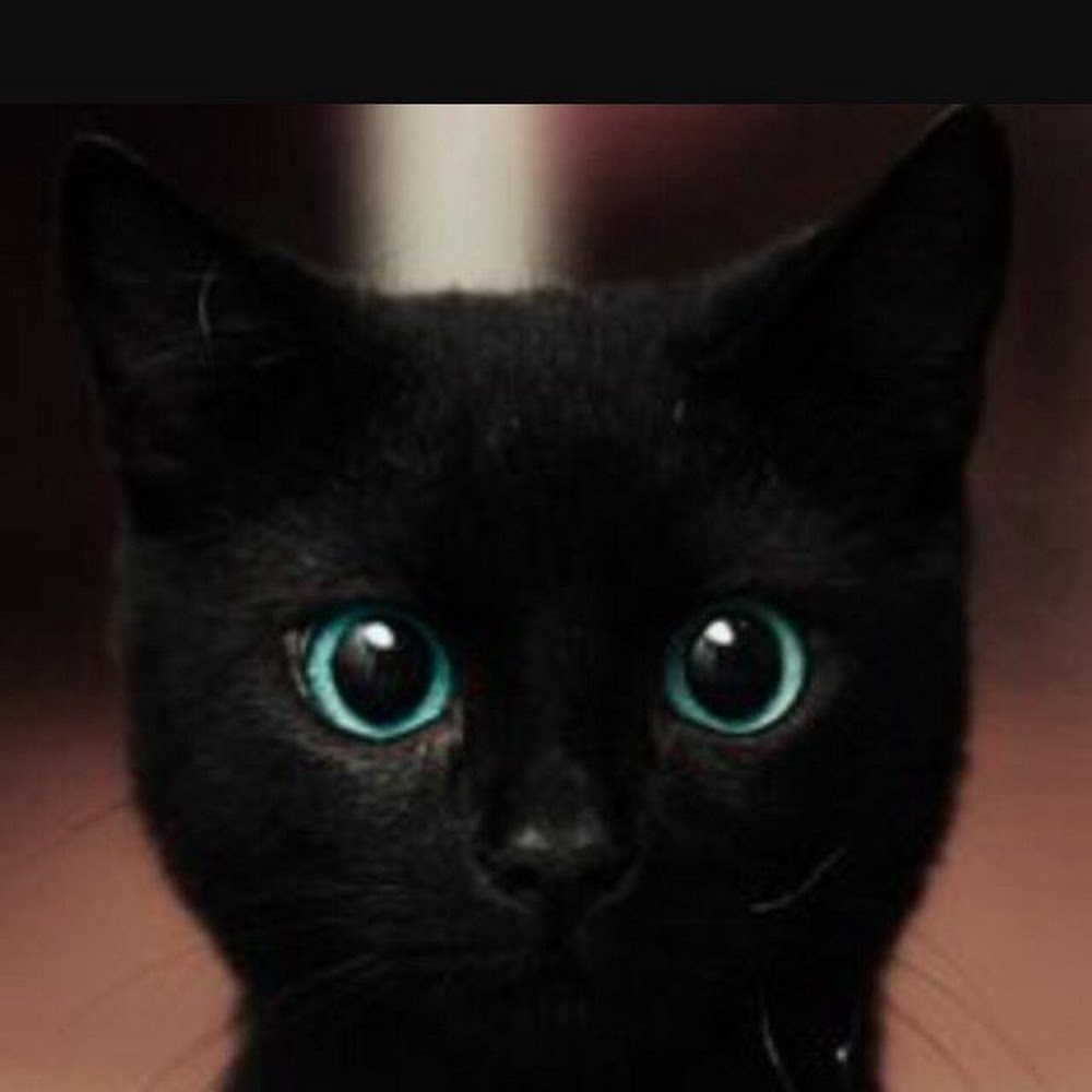 Meet your Posher, Kitten