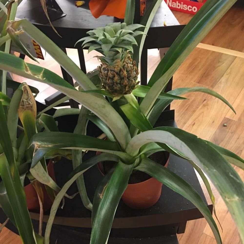 Meet your Posher, Bobo