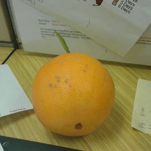 Meet your Posher, Dinora