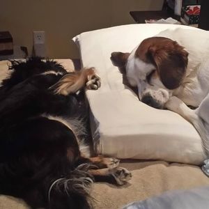 Meet your Posher, Suzette