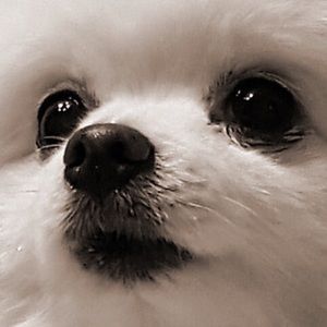 Meet your Posher, Sophia