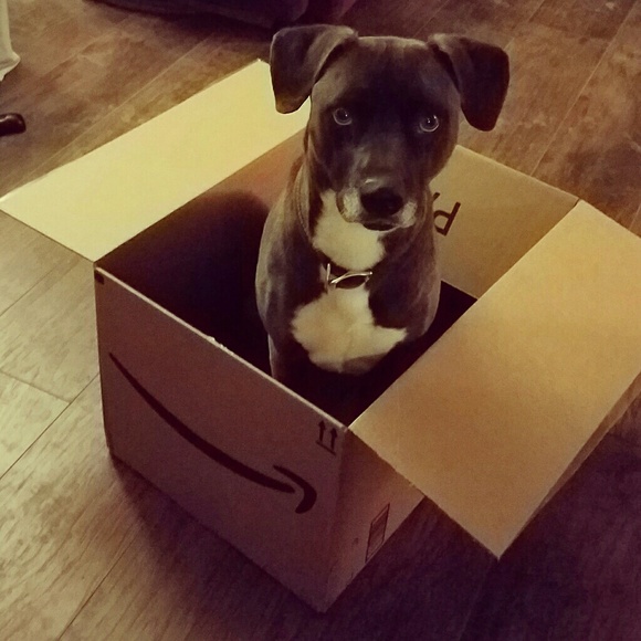 Meet your Posher, Cassie - Picture 3 of 4