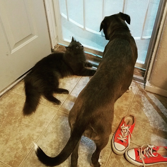 Meet your Posher, Cassie - Picture 4 of 4