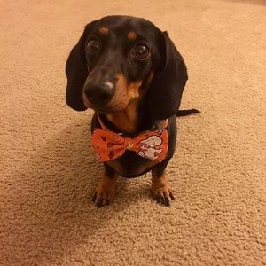 Meet your Posher, Natasha