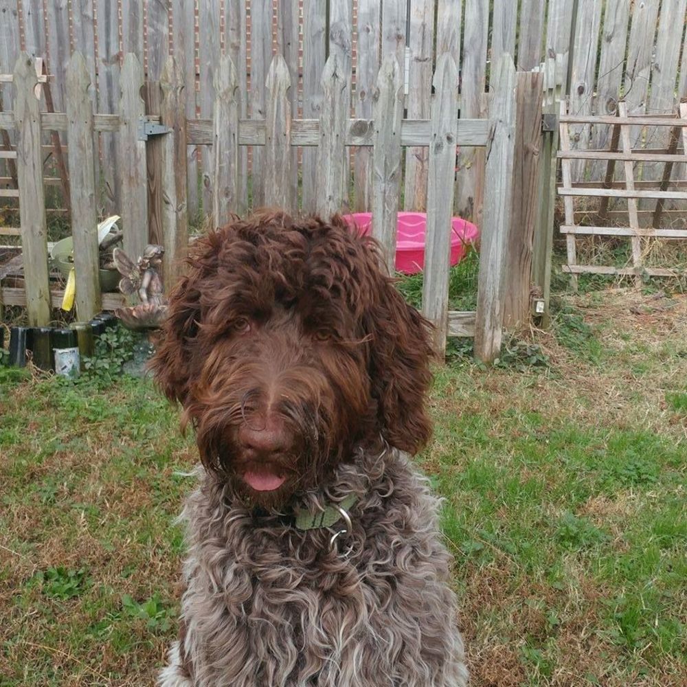 Meet your Posher, Roxana