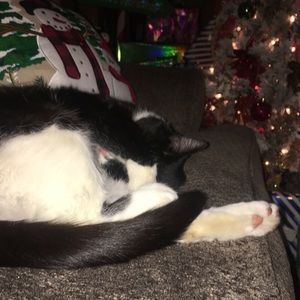 Meet your Posher, Bailey