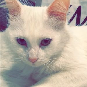 Meet your Posher, Samira