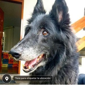 Meet your Posher, Pierina