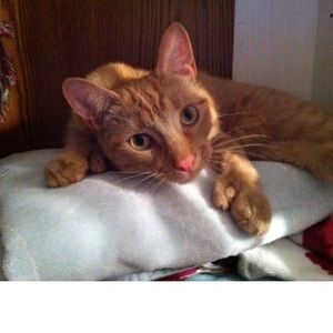 Meet your Posher, Taylor