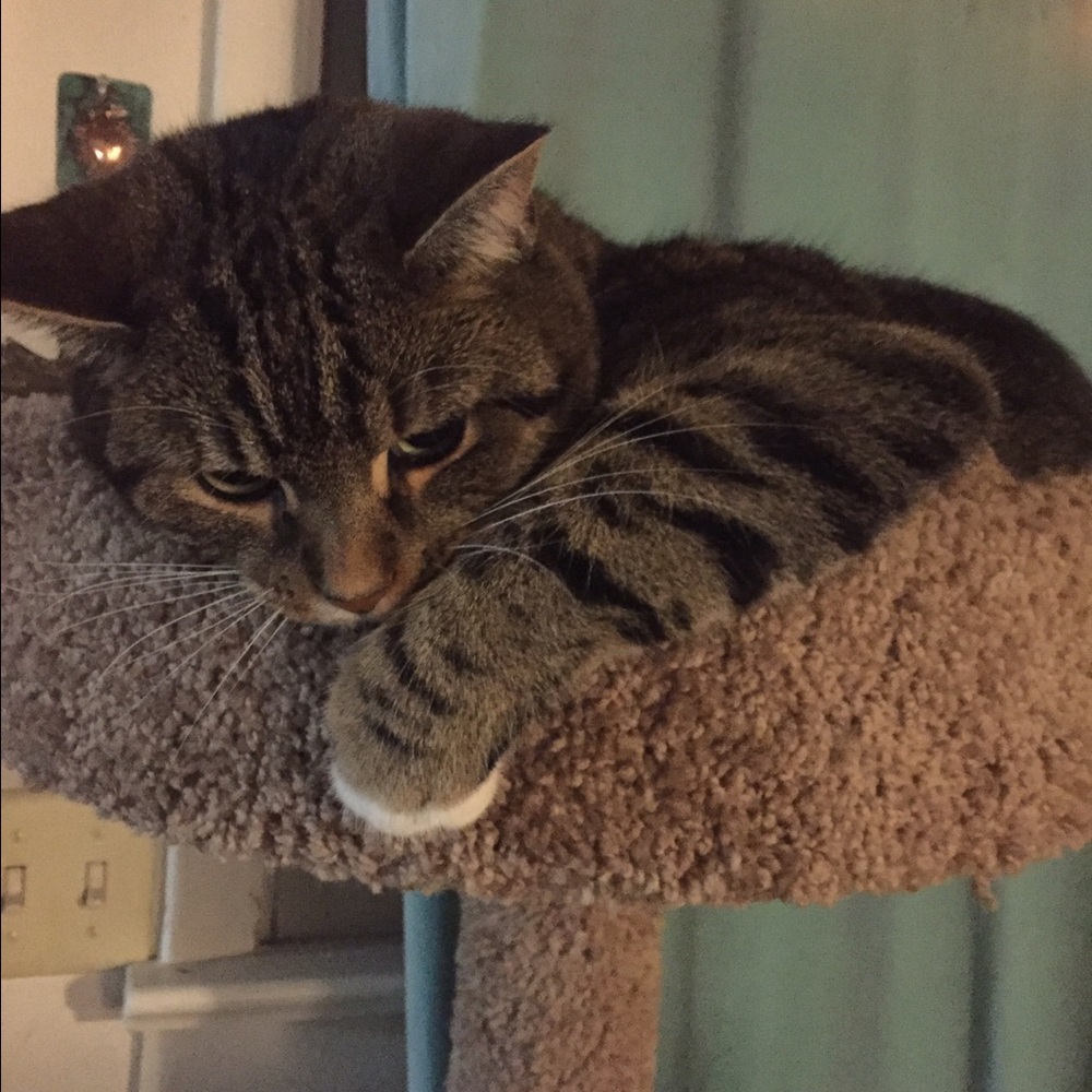 Meet your Posher, Natasha