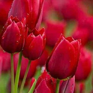 Meet your Posher, Tiamarie