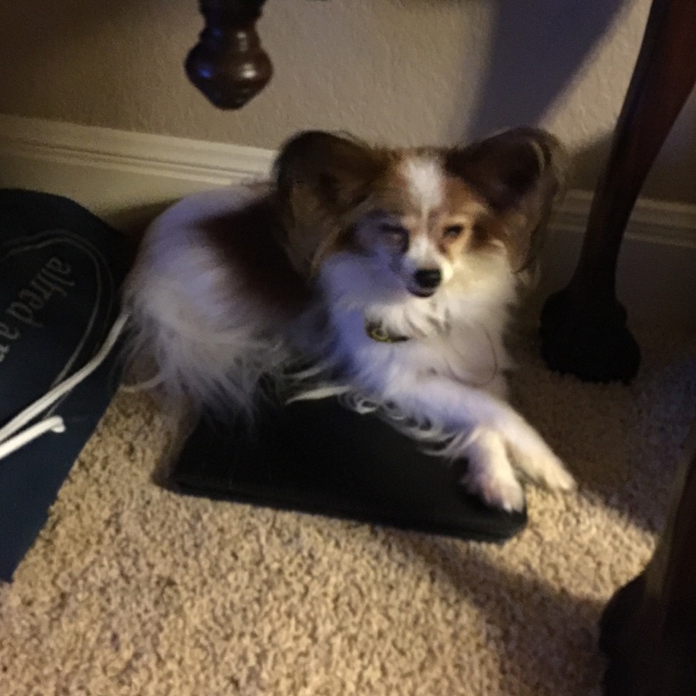 Meet your Posher, Lisa