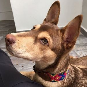 Small dog 🐶 collar