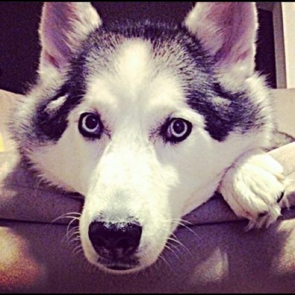 Meet your Posher, Ivette