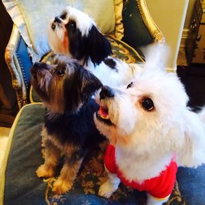 Meet your Posher, Barbara