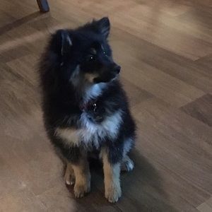 Meet your Posher, Pablo