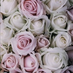 Meet your Posher, Priscilla