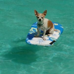 Meet your Posher, Jill