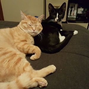 Meet your Posher, Candice