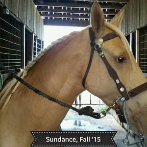 Meet your Posher, Ginger